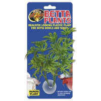 Zm Betta Plant Papaya  ZOOMED