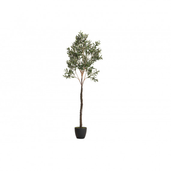 Arbol Olivo 160Cm