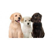 Perros