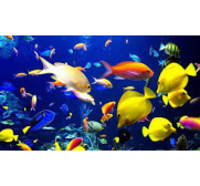 Peces