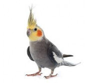 Pájaros