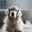 ROWENTA RH2059ES X-force Flex 9.60 Animal Care Apiradora sin Cable