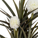 Planta Piña Verde-blanco 100CM  PÉREZ ÁVILA