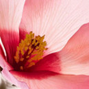 Sérum  Corps Peau Neuve
sérum Corporal Piel Nueva  CLARINS