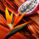 ESCADA ESCADA Bali Paradise Eau de Toilette