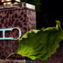 Ch Men Wild Love  CAROLINA HERRERA