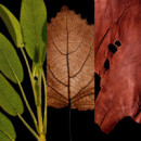 Ch Men Wild Love  CAROLINA HERRERA