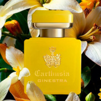 Intenso Di Ginestra  CARTHUSIA