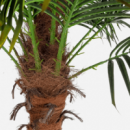 Planta Artificial Realista- 210CM- Terrazza®- Interior  TERRAZZA COLLECTION