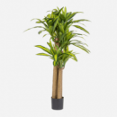 árbol Dragon- Planta Artificial Realista- 150CM- Terrazza®- Interior  TERRAZZA COLLECTION