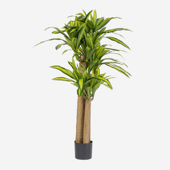 árbol Dragon- Planta Artificial Realista- 150CM- Terrazza®- Interior  TERRAZZA COLLECTION