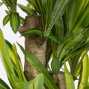 árbol Dragon- Planta Artificial Realista- 150CM- Terrazza®- Interior  TERRAZZA COLLECTION