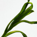 Esencia Eau de Parfum
estuche  LOEWE