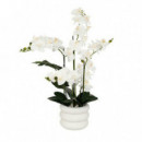 Terraza Y Jardín Planta 3513426