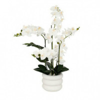 Terraza Y Jardín Planta 3513426