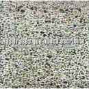 Las frases que nunca escribir�