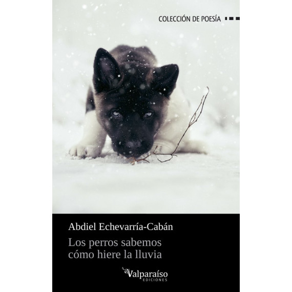 LOS PERROS SABEMOS COMO HIERE LA LLUVIA