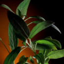 The One For Men Eau de Parfum  DOLCE & GABBANA