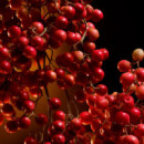 The One Intense Eau de Parfum  DOLCE & GABBANA