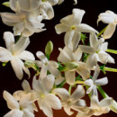 The One Intense Eau de Parfum  DOLCE & GABBANA