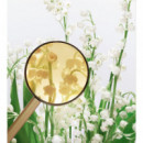 MIU MIU L´eau Bleue Eau de Parfum