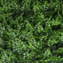 Jardin Vertical Serie Fern DONNA GARDEN 50X50 Cm