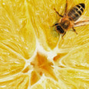 Italian Citrus  D.S. & DURGA