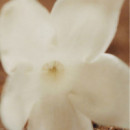 Chloe Nomade Jasmine Naturelle Eau de Parfum