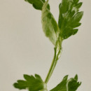 Matte Sun Stick : Mugwort+Camelia (SPF 50+ PA++++)
Stick Protector Facial