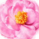 Sublime Hair Prodigieux
Champú Brillo