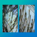 Peptide PREP Champú detox