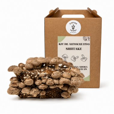 Kit de Autocultivo de Shiitake | Coffee Fungi