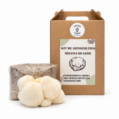 Kit de Autocultivo de Melena de Le&oacute;n | Coffee Fungi