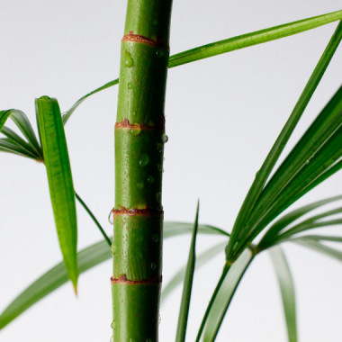 Mighty Bamboo Panthenol Cream
Crema Reparaci&oacute;n Intensiva