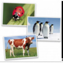 Fotografías de Animales  AKROS