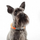 Collar INNOVAGOODS Mascotas Led Naranja 0.5W (90830)