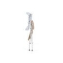 Bañera Plegable con Cambiador y Cojin Reductor Zoe Beige  MS