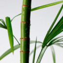 Mighty Bamboo Panthenol Cleanser 
Limpiador Facial