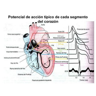 POTENCIAL N CORAZON