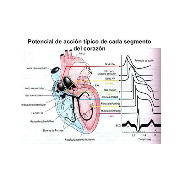 POTENCIAL N CORAZON