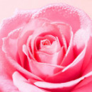 Very Rose Mousse
Espuma Ligera Limpiadora