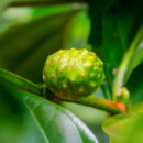 The Real Noni Energy Repair Cream
Crema Facial Reparadora - Revitalizante