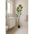 ARBOL FLOR TAHITI