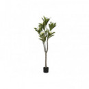 ARBOL FLOR TAHITI