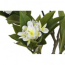 ARBOL FLOR TAHITI
