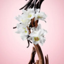 Flowerbomb  VIKTOR & ROLF