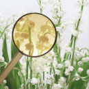 MIU MIU L’eau Bleue