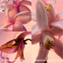 Olympéa Solar  PACO RABANNE