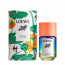 Paula's Ibiza Eclectic  LOEWE
