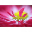 TAMRON Sp AF60MM F/2.0 Di Ii Ld (if) Macro 1:1 para Sony